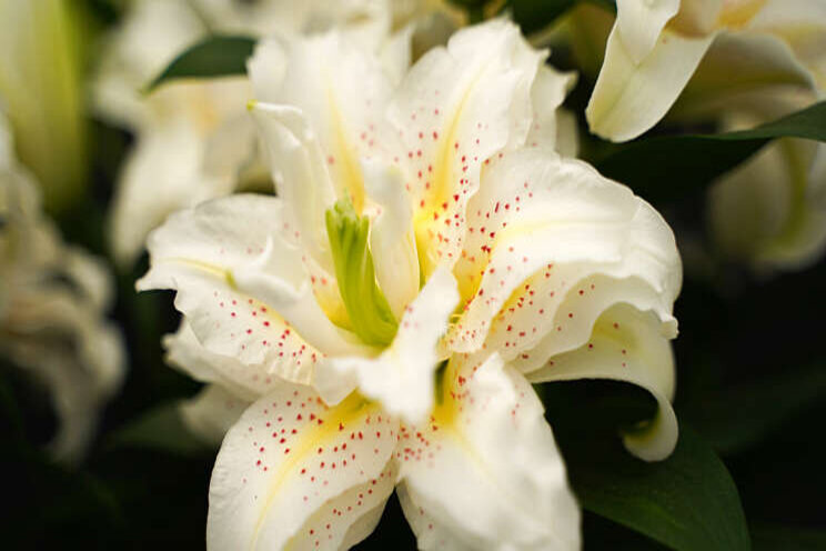 Drie Roselily-varianten Drie Roselily-varianten