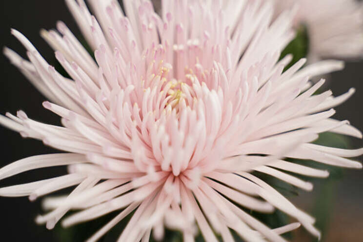 Chrysanthemum Capriool Chrysanthemum Capriool