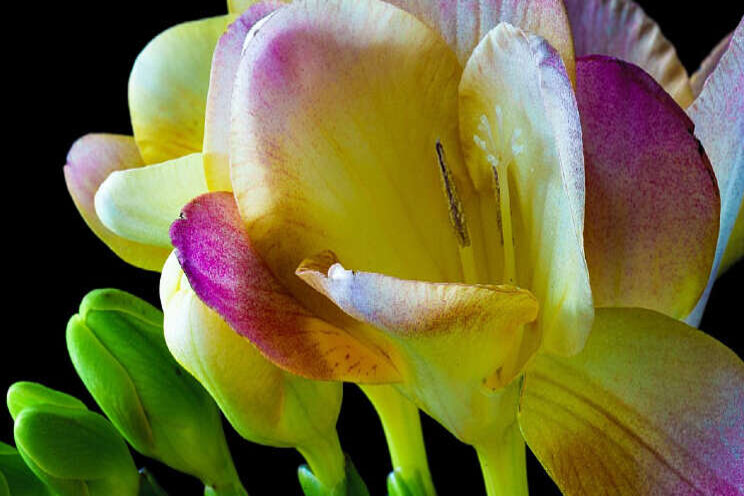'Opvallende resultaten proef full LED in freesia' 'Opvallende resultaten proef full LED in freesia'