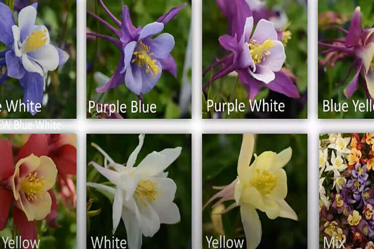Kijk/luister FlowerSTREAM PanAmerican Seed terug Kijk/luister FlowerSTREAM PanAmerican Seed terug