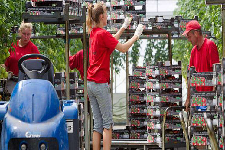 Tuinbouw goed voor bijna 3% economie Tuinbouw goed voor bijna 3% economie