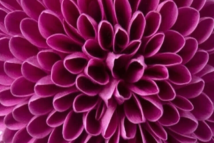 Arcadia introduceert pluischrysant Gustav Arcadia introduceert pluischrysant Gustav