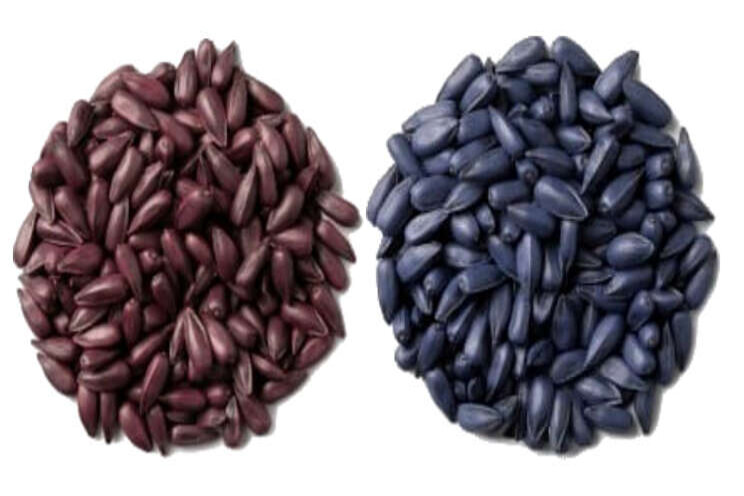 Microplasticvrije filmcoats voor zonnebloemen Microplasticvrije filmcoats voor zonnebloemen