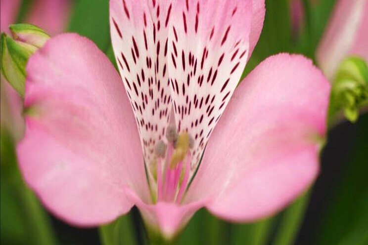 Together2Grow presenteert nieuwe alstroemeria Together2Grow presenteert nieuwe alstroemeria