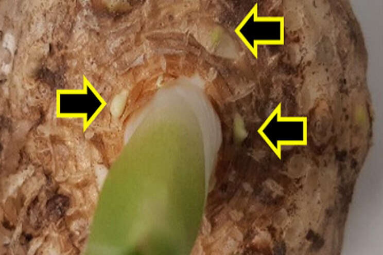 Onderzoek systeemoorsprong Zantedeschia gestart Onderzoek systeemoorsprong Zantedeschia gestart