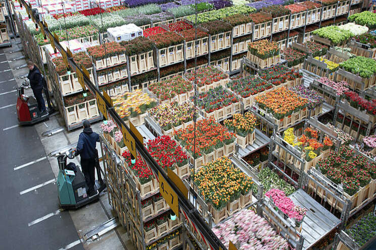 Voorzichtig herstel sierteeltexport in mei Voorzichtig herstel sierteeltexport in mei