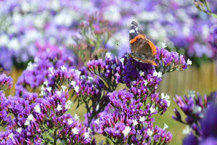 Limonium Salt Lake favoriet bij het publiek Limonium Salt Lake favoriet bij het publiek