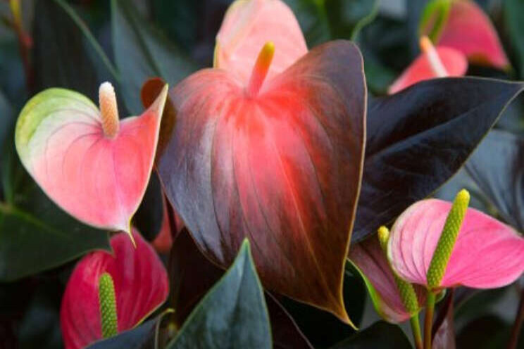 Pilot 'Landelijk veilen snij-anthurium' bij FloraHolland Pilot 'Landelijk veilen snij-anthurium' bij FloraHolland