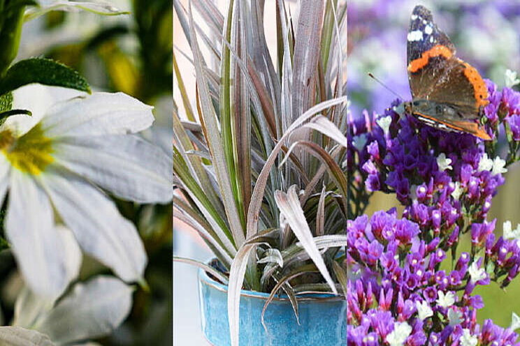 Consument mag stemmen op laatste drie tuinparels Consument mag stemmen op laatste drie tuinparels