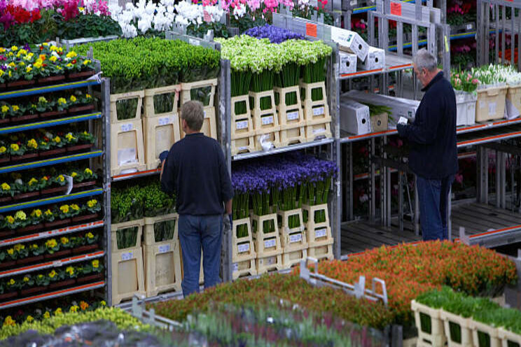 Maffiabroers FloraHolland toch veroordeeld Maffiabroers FloraHolland toch veroordeeld