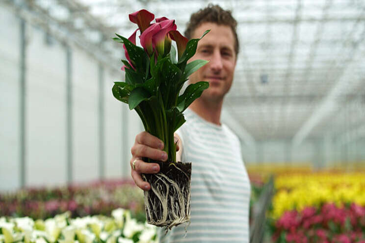 Dynaplant introduceert Calla 'Zazu' Dynaplant introduceert Calla 'Zazu'