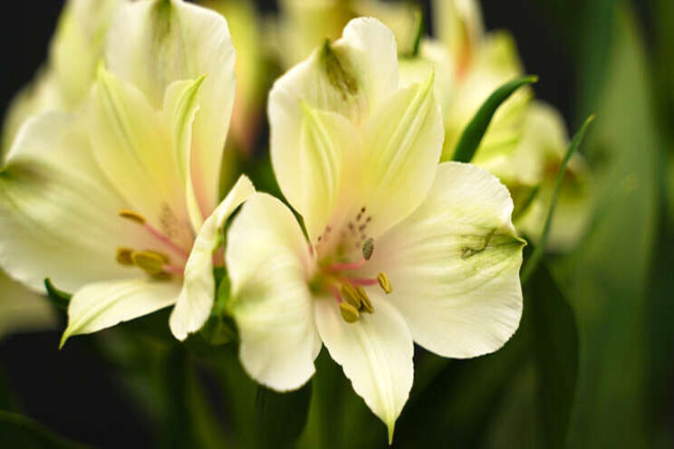 Nieuw: Pearl Bell Nieuw: Pearl Bell