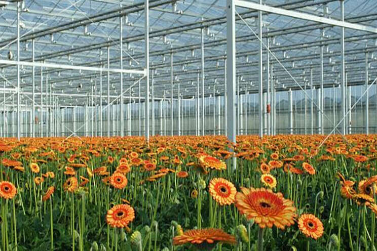 Effectieve aanpak van Fusarium en Verticilium Effectieve aanpak van Fusarium en Verticilium