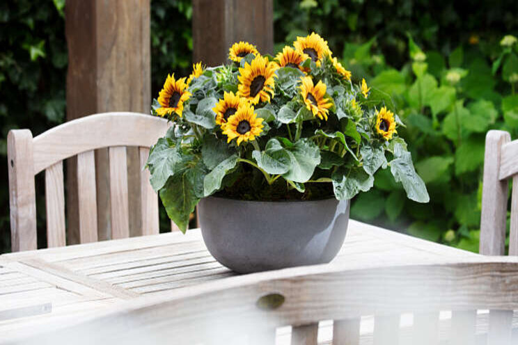 Helianthus Sunsation Flame nu ook in Multiflower Helianthus Sunsation Flame nu ook in Multiflower