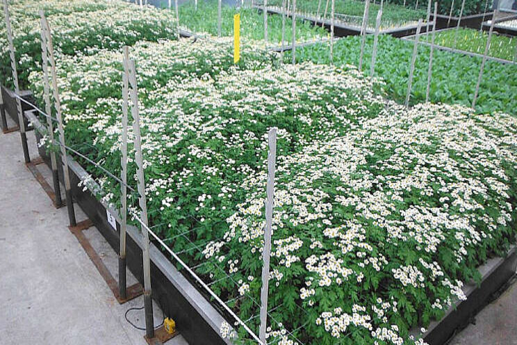 Teelt op water bij meer snijbloemen mogelijk Teelt op water bij meer snijbloemen mogelijk