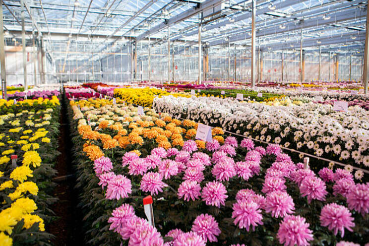 Primeur voor Deliflor met '3D Digi Delishow' Primeur voor Deliflor met '3D Digi Delishow'