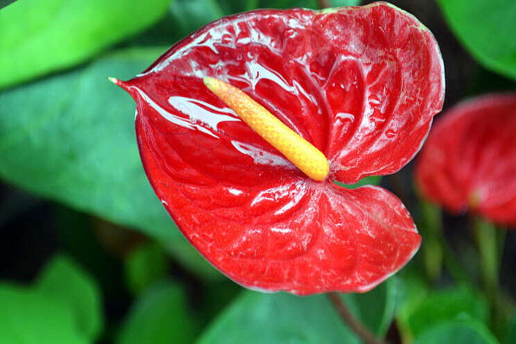 Snij-anthurium bespaart fors in 2SaveEnergyKas Snij-anthurium bespaart fors in 2SaveEnergyKas
