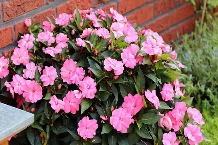 SunPatiens draagt bij aan behoud biodiversiteit SunPatiens draagt bij aan behoud biodiversiteit