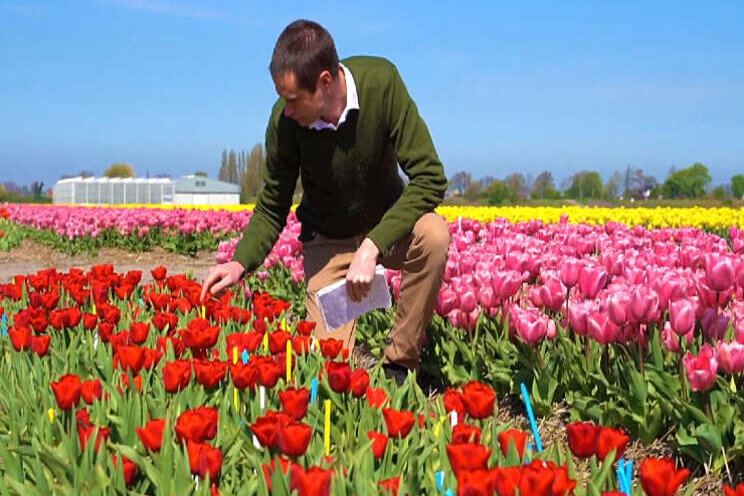 Video: Tulpen met virus detecteren Video: Tulpen met virus detecteren