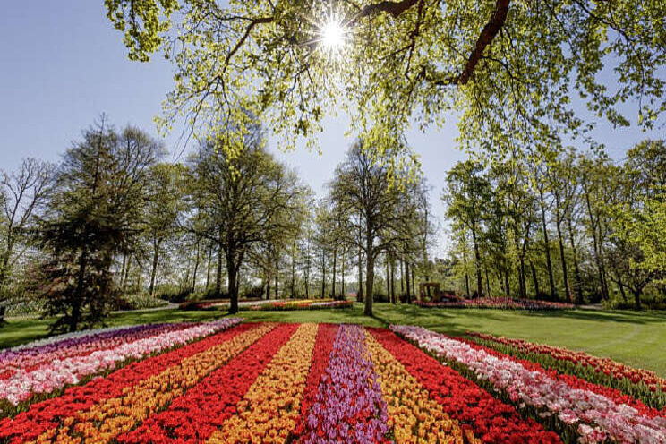 Keukenhof sluit succesvol virtueel seizoen Keukenhof sluit succesvol virtueel seizoen