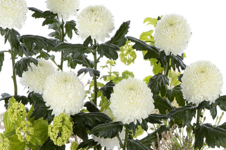 Nieuwe pluischrysant Nieuwe pluischrysant