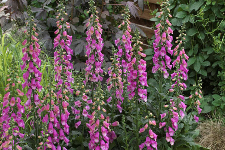 Digitalis Panther verkrijgbaar Digitalis Panther verkrijgbaar