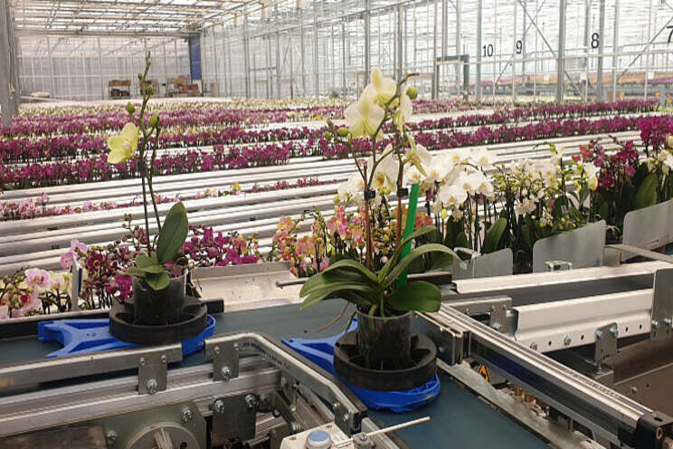 Nieuw sorteer- en afleverbuffer voor orchideeënkwekerij OK Plant Nieuw sorteer- en afleverbuffer voor orchideeënkwekerij OK Plant