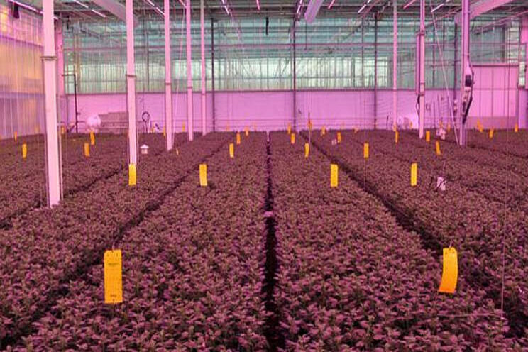 Chrysant onder LED niet trager, groeisnelheid in winter moet beter Chrysant onder LED niet trager, groeisnelheid in winter moet beter