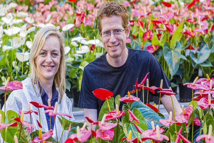 Anthura zet alles op alles om luizen aan te pakken Anthura zet alles op alles om luizen aan te pakken