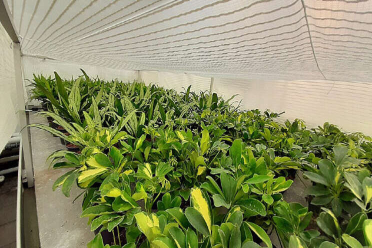 Effect hortiscatter op potplanten Effect hortiscatter op potplanten