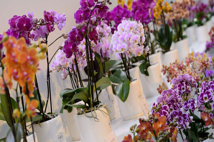 Orchideeën Opti-flor nu ook te koop bij Studio Botanica Orchideeën Opti-flor nu ook te koop bij Studio Botanica