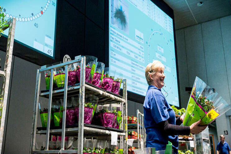 Royal FloraHolland gaat veilen op Koningsdag Royal FloraHolland gaat veilen op Koningsdag