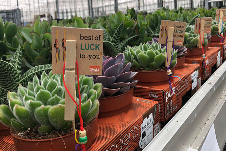 OVATA brengt geluk OVATA brengt geluk