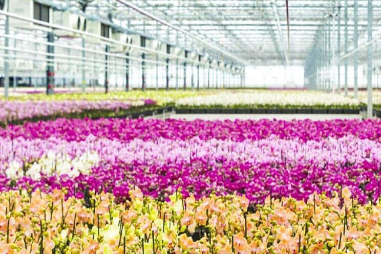 Bloemen voor de sier Bloemen voor de sier