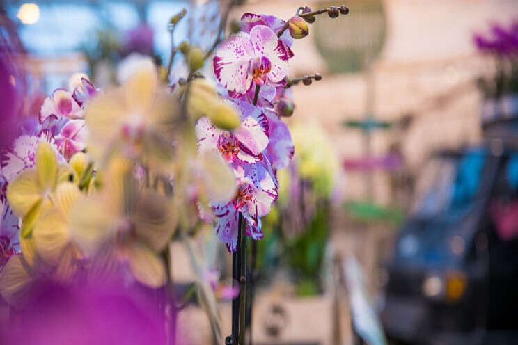 Orchid Inspiration Days geannuleerd door corona Orchid Inspiration Days geannuleerd door corona