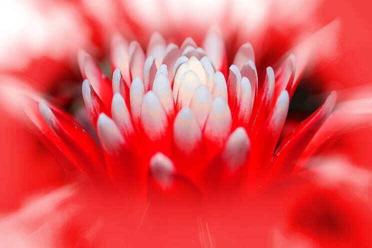 Hoe reageert bromelia op verschillende lichtspectra? Hoe reageert bromelia op verschillende lichtspectra?