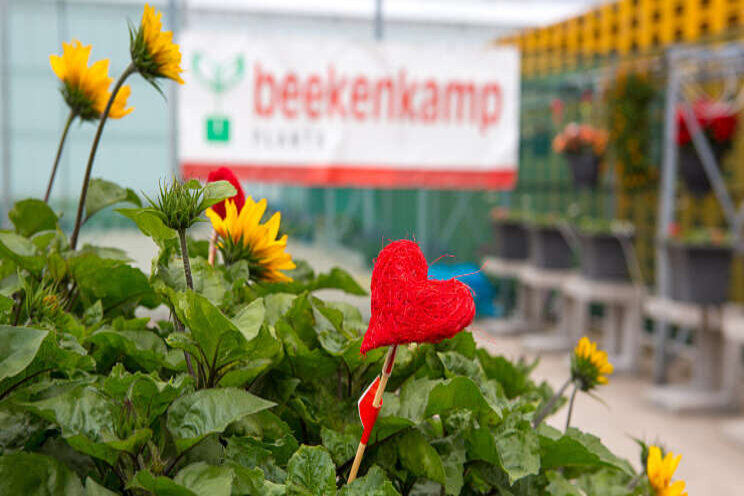 Beekenkamp verzint alternatief: Flower Digi Trials Beekenkamp verzint alternatief: Flower Digi Trials