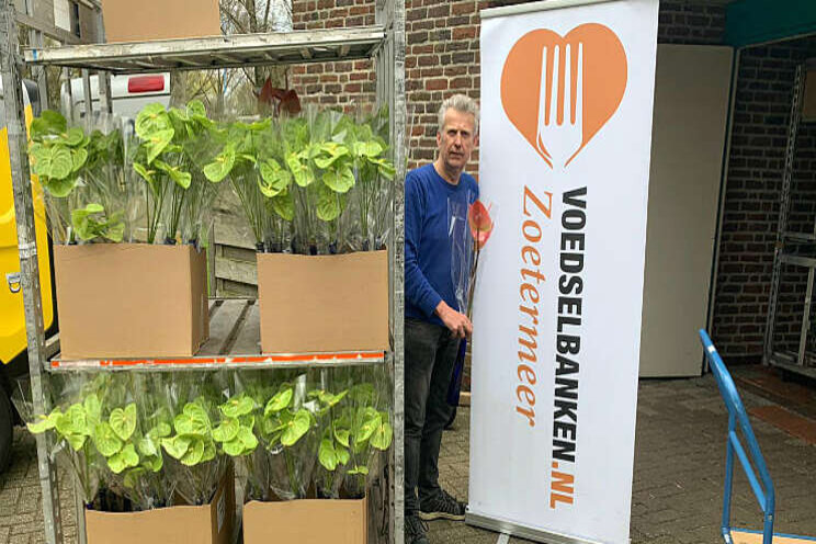 Telers doneren anthuriums aan de voedselbanken Telers doneren anthuriums aan de voedselbanken