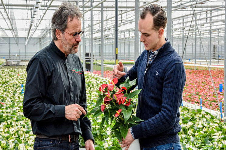 Geen Nederlandse bloemen voor de paus Geen Nederlandse bloemen voor de paus