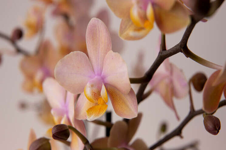 Geurende Perfíum orchids van Duijn-Hove en Sion Geurende Perfíum orchids van Duijn-Hove en Sion