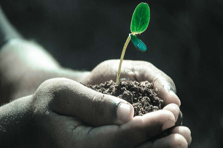 Internationaal Jaar van de Plantengezondheid Internationaal Jaar van de Plantengezondheid