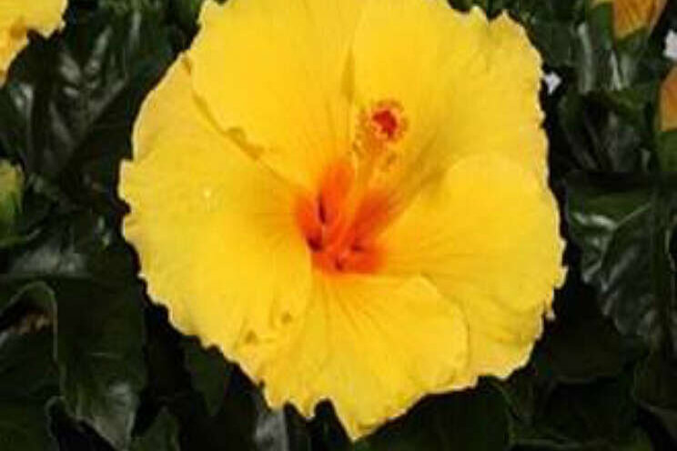 Vier nieuwe soorten Hibiscus op de Trade Fair Naaldwijk Vier nieuwe soorten Hibiscus op de Trade Fair Naaldwijk