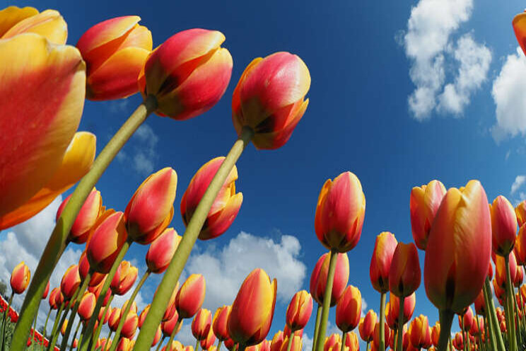 Tulpenvirus blijkt veel taaier dan gedacht Tulpenvirus blijkt veel taaier dan gedacht
