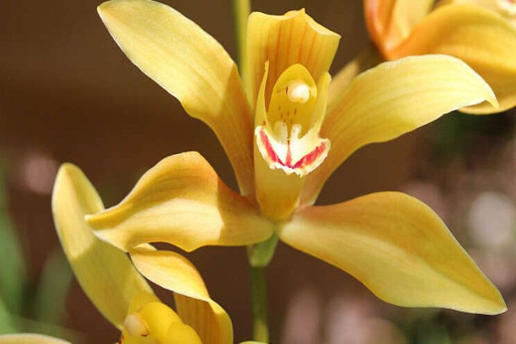 Onderzoek naar aanpak onkruid in snij-cymbidium Onderzoek naar aanpak onkruid in snij-cymbidium