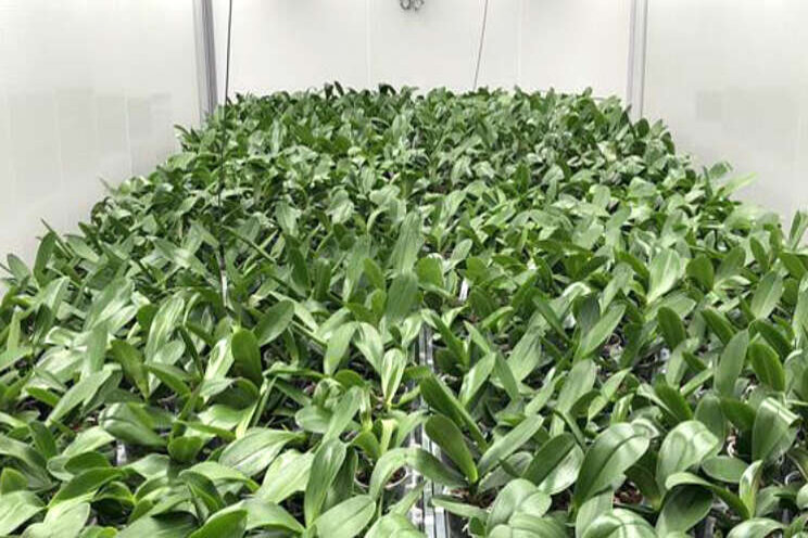'Phalaenopsis richting fossielvrij' focust op bloemtakuitloop 'Phalaenopsis richting fossielvrij' focust op bloemtakuitloop