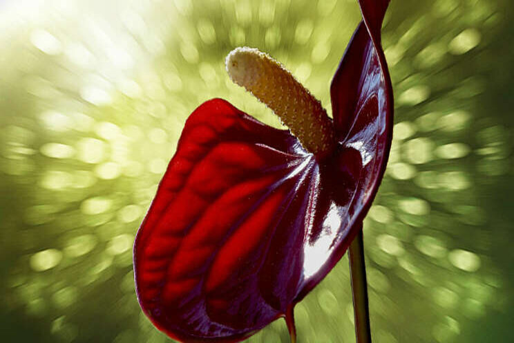 Etiketwijzigingen Batavia en Movento in anthurium Etiketwijzigingen Batavia en Movento in anthurium