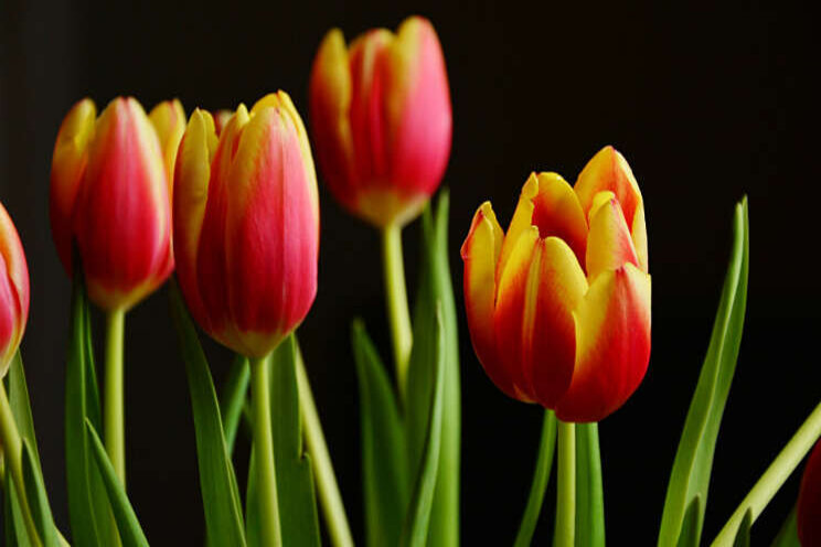 Energiezuinig tulpen broeien dankzij de zon Energiezuinig tulpen broeien dankzij de zon