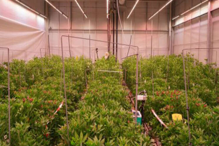 Meer licht leidt tot hogere productie Alstroemeria Meer licht leidt tot hogere productie Alstroemeria