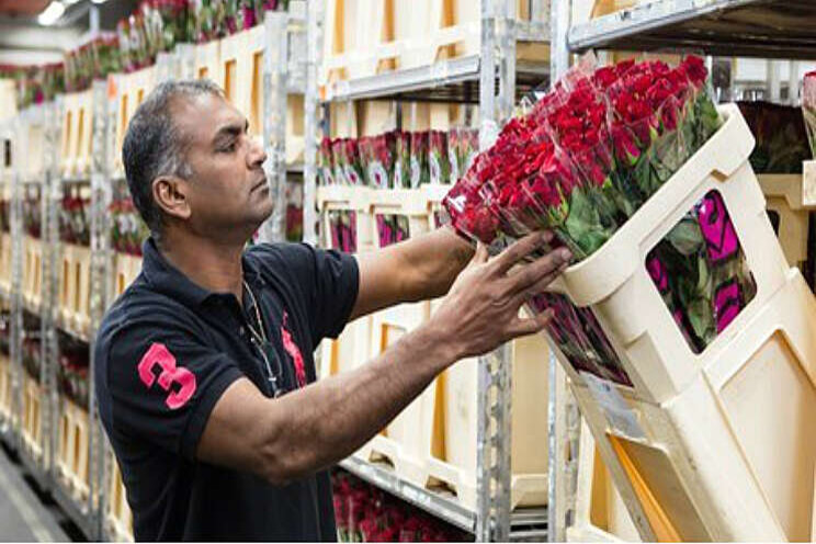 Hogere middenprijs door schaarste op rozenmarkt Hogere middenprijs door schaarste op rozenmarkt