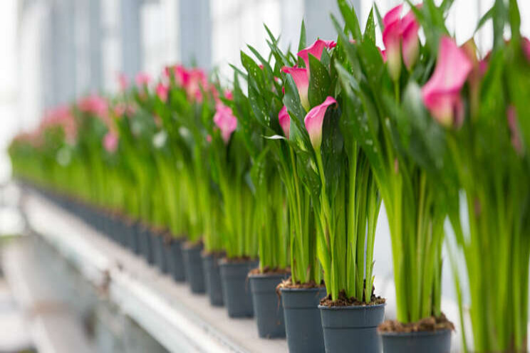 Vreugdenhil Bulbs & Plants breidt interne logistiek uit Vreugdenhil Bulbs & Plants breidt interne logistiek uit